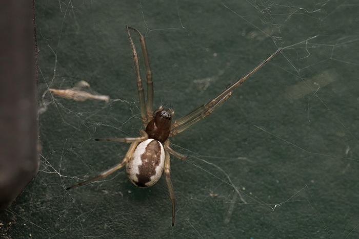 Frontinellina frutetorum, giovane maschio